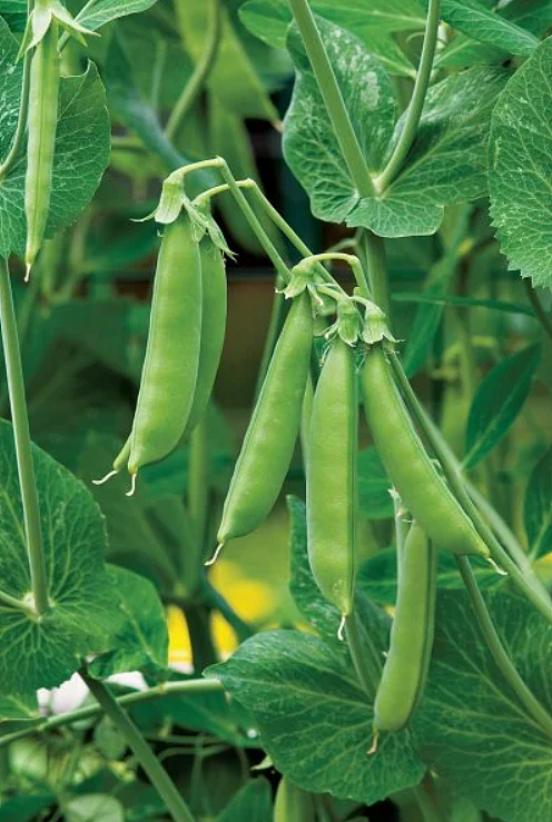 一个月内采收！澳洲在家就能轻松培育的10大超级食物：菠菜、豌豆、小萝卜…（组图） - 10