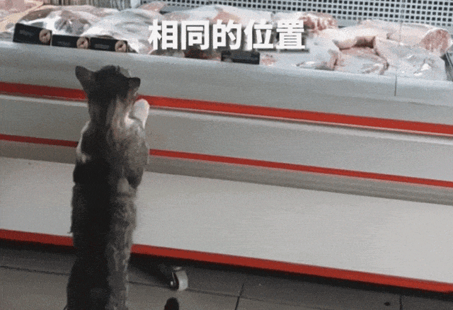 【宠物】烤肉店老板喂的小猫去世后，过了3年竟然转世回来了？猫：你好，我要3年前选的那块肉（组图） - 15