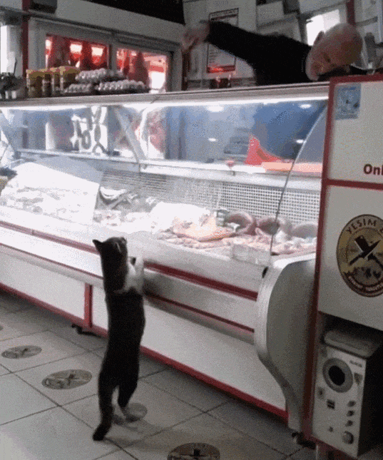 【宠物】烤肉店老板喂的小猫去世后，过了3年竟然转世回来了？猫：你好，我要3年前选的那块肉（组图） - 7
