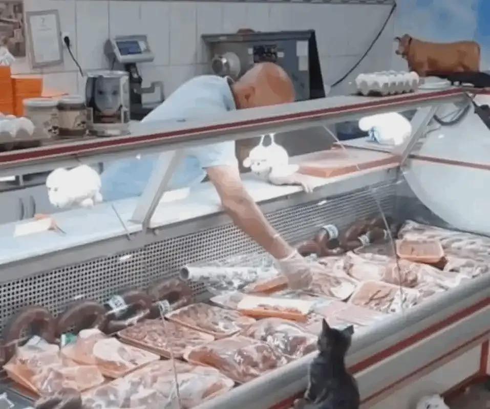 【宠物】烤肉店老板喂的小猫去世后，过了3年竟然转世回来了？猫：你好，我要3年前选的那块肉（组图） - 18