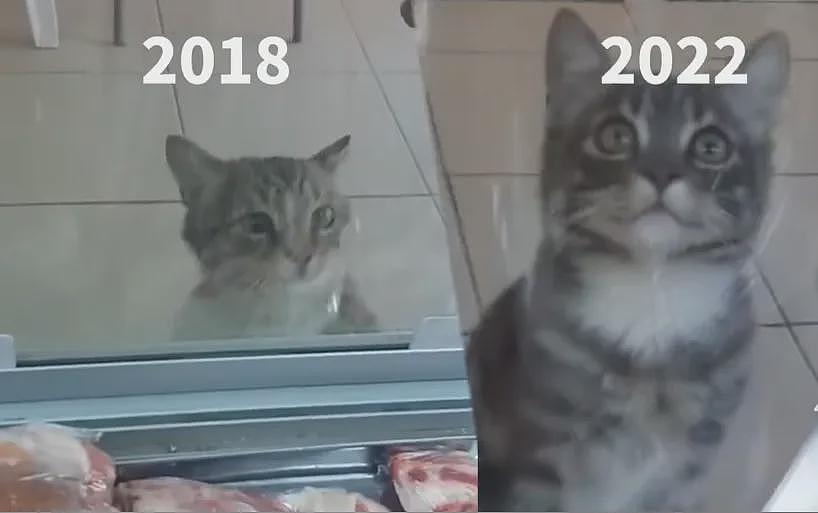 【宠物】烤肉店老板喂的小猫去世后，过了3年竟然转世回来了？猫：你好，我要3年前选的那块肉（组图） - 21