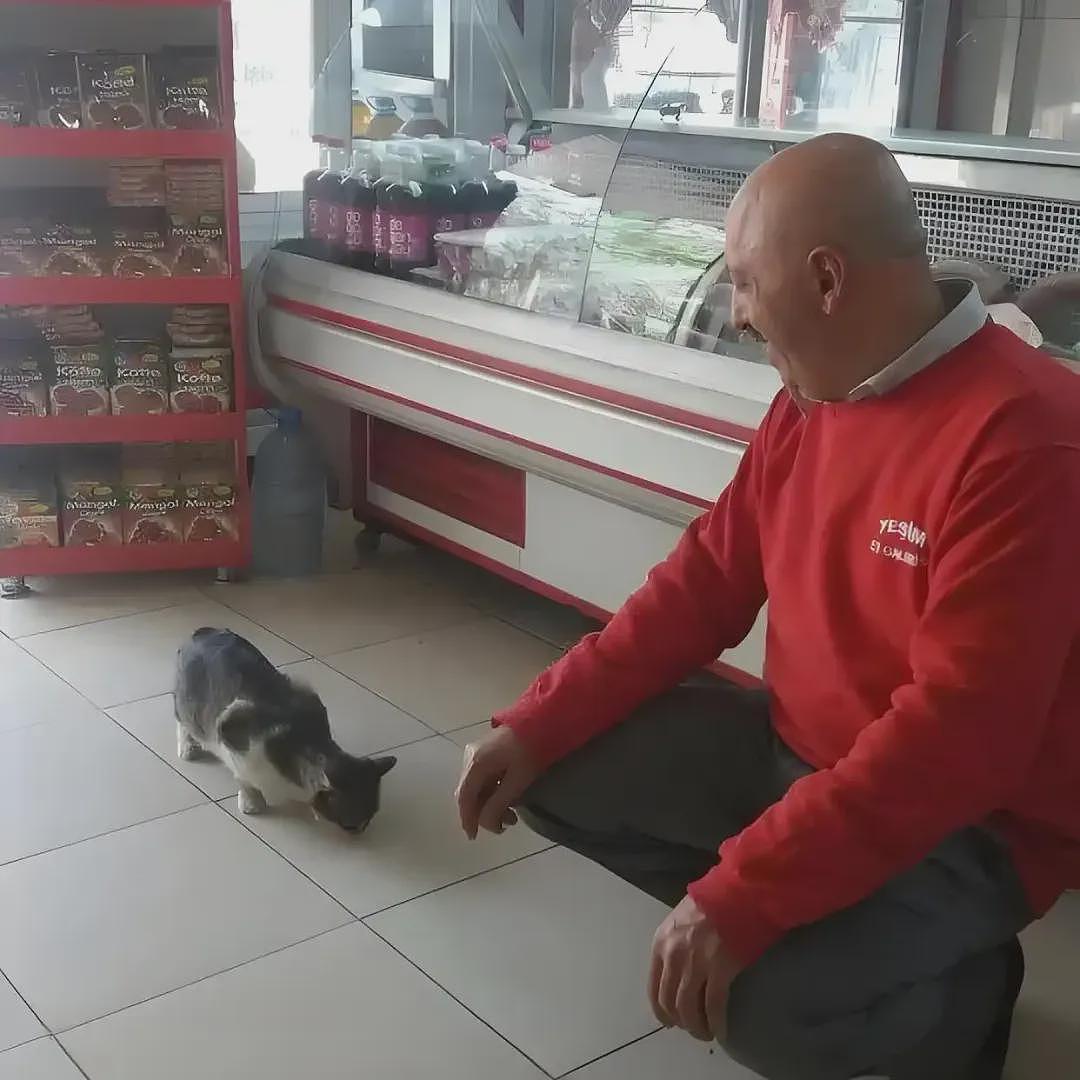 【宠物】烤肉店老板喂的小猫去世后，过了3年竟然转世回来了？猫：你好，我要3年前选的那块肉（组图） - 6