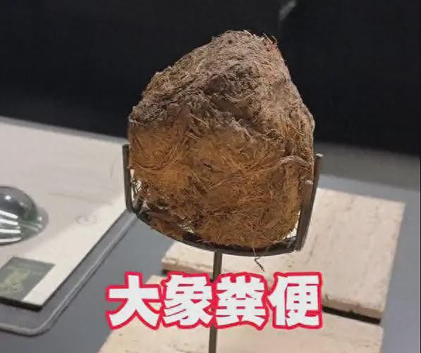女子在上海吃8000块云南菜：大象粪便、尸体降解味、蚂蚁！后悔了（组图） - 1