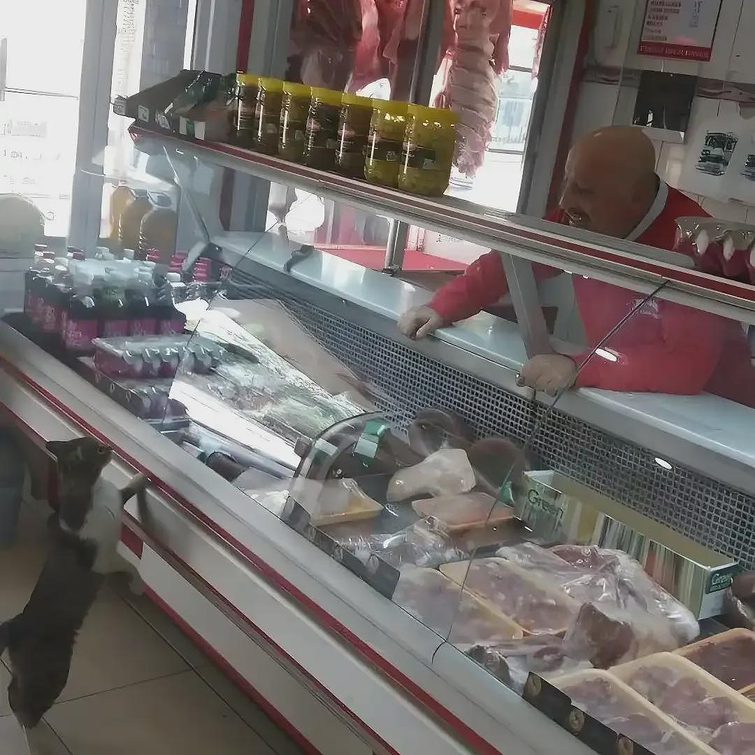 【宠物】烤肉店老板喂的小猫去世后，过了3年竟然转世回来了？猫：你好，我要3年前选的那块肉（组图） - 2