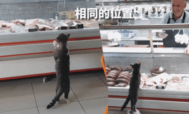 【宠物】烤肉店老板喂的小猫去世后，过了3年竟然转世回来了？猫：你好，我要3年前选的那块肉（组图） - 19