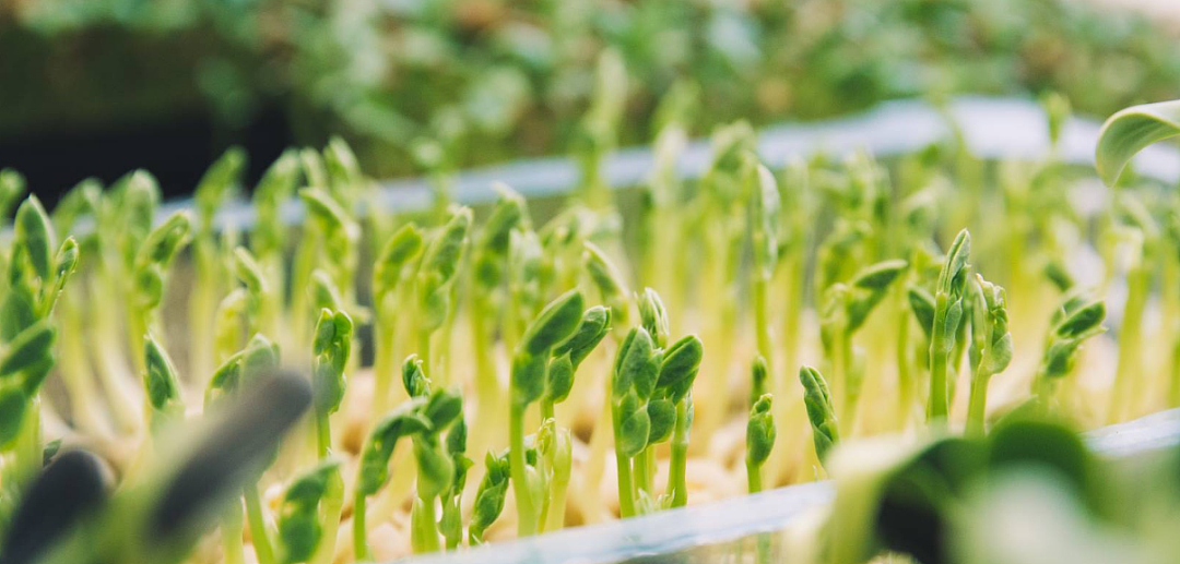 一个月内采收！澳洲在家就能轻松培育的10大超级食物：菠菜、豌豆、小萝卜…（组图） - 11