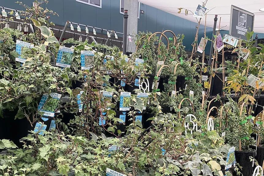 喜欢种花种草的澳洲人注意，这些花草要避雷！（图） - 3