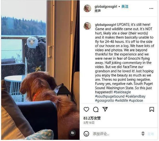 白头鹰落门口,盯全家人一天,惊吓后发现无语真相(组图) - 2