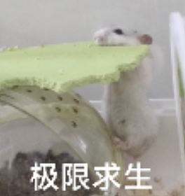 签证取消、关税疯涨、留学预警频发…“爸妈不让我去美国留学了”(组图) - 7
