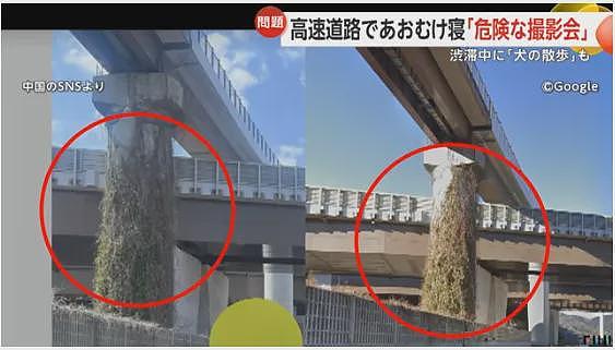 中国女子躺在日本高速路上摆拍,还遛狗、散步,引600万人围观被骂上了日推!(组图) - 12
