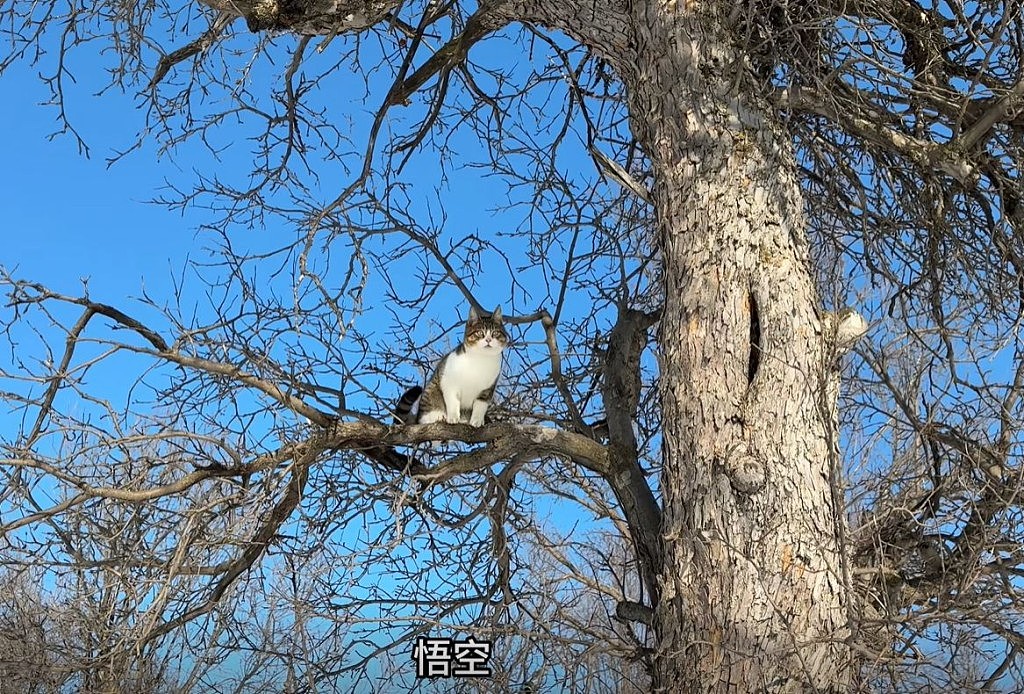 网红猫“悟空”新疆被车撞死!曾随主人上雪山越戈壁(组图) - 19