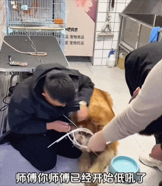 千万粉丝网红虐狗引爆网络:流量世界里的“恶犬集中营”(组图) - 8