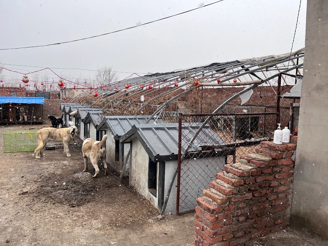 千万粉丝网红虐狗引爆网络:流量世界里的“恶犬集中营”(组图) - 1