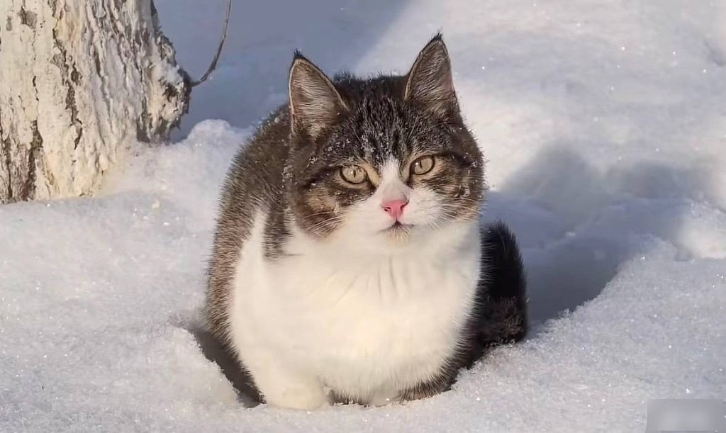 网红猫“悟空”新疆被车撞死!曾随主人上雪山越戈壁(组图) - 5