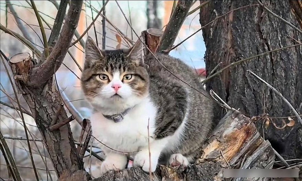 网红猫“悟空”新疆被车撞死!曾随主人上雪山越戈壁(组图) - 2