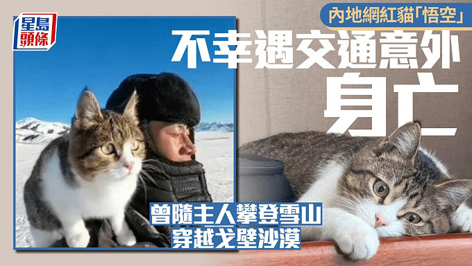 网红猫“悟空”新疆被车撞死!曾随主人上雪山越戈壁(组图) - 1