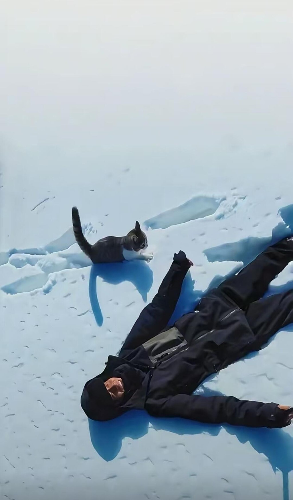 网红猫“悟空”新疆被车撞死!曾随主人上雪山越戈壁(组图) - 11