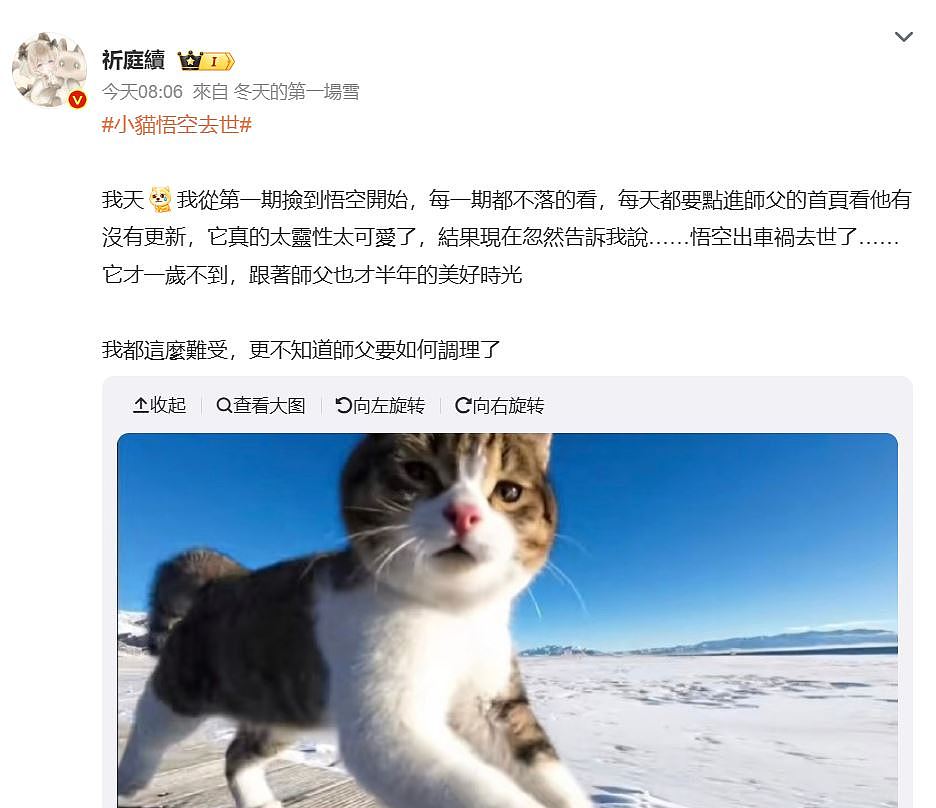 网红猫“悟空”新疆被车撞死!曾随主人上雪山越戈壁(组图) - 17