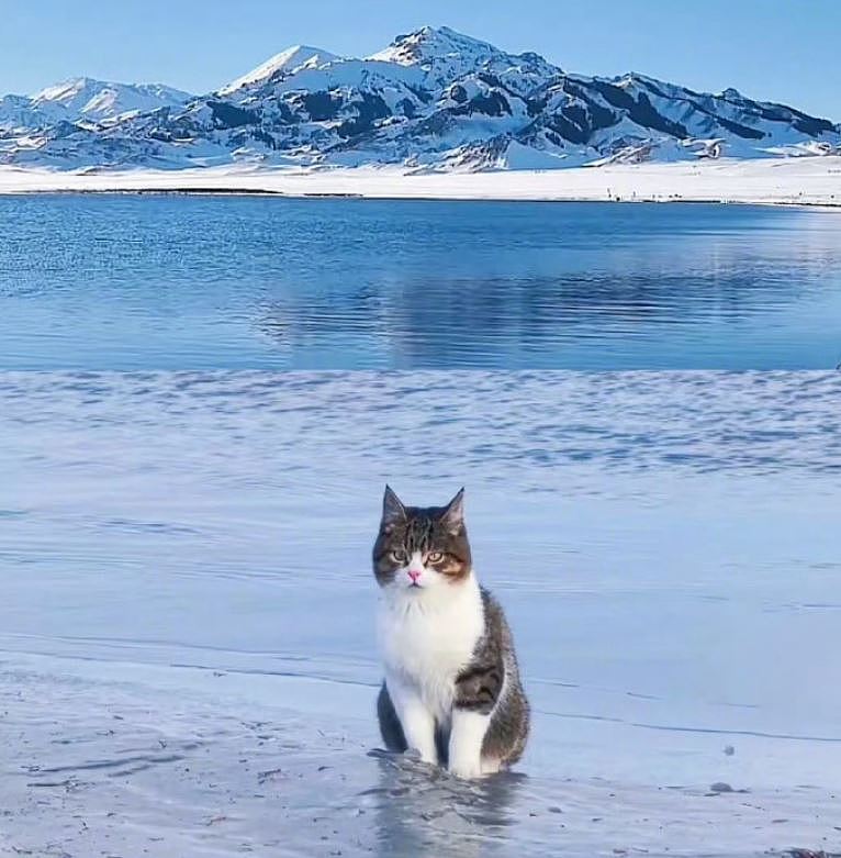 网红猫“悟空”新疆被车撞死!曾随主人上雪山越戈壁(组图) - 12