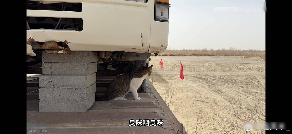 网红猫“悟空”新疆被车撞死!曾随主人上雪山越戈壁(组图) - 6