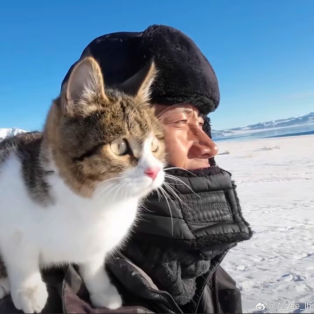 网红猫“悟空”新疆被车撞死!曾随主人上雪山越戈壁(组图) - 13