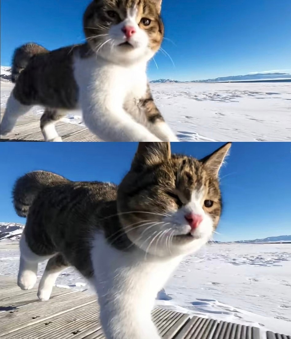 网红猫“悟空”新疆被车撞死!曾随主人上雪山越戈壁(组图) - 9