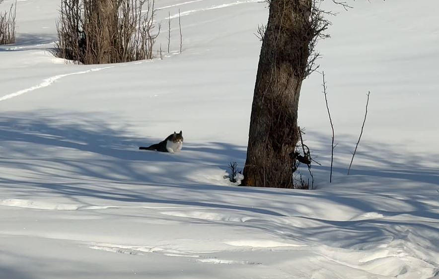 网红猫“悟空”新疆被车撞死!曾随主人上雪山越戈壁(组图) - 18