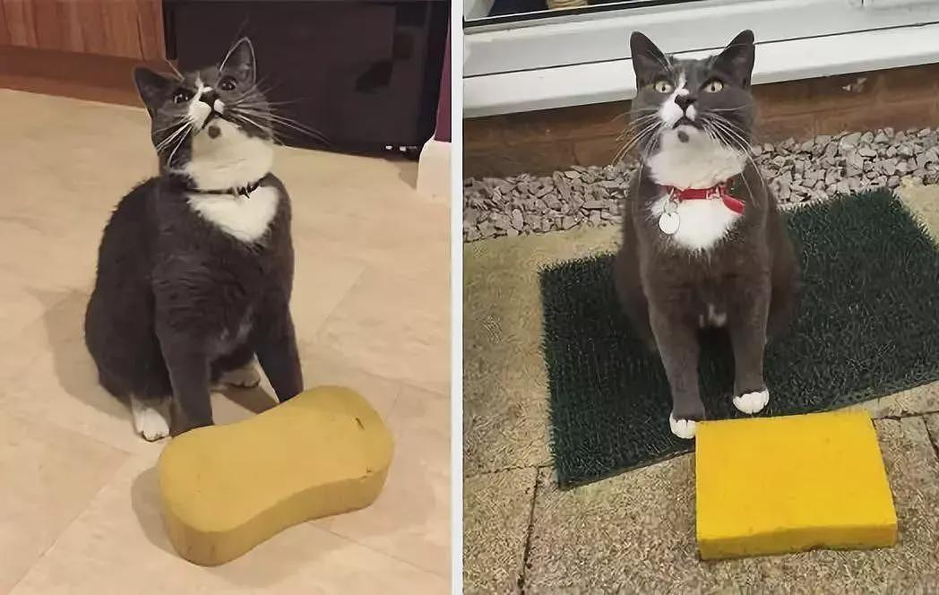 【宠物】妹子家的小猫出门遛弯，叼了几百块钱回家？猫：我养你啊（组图） - 2