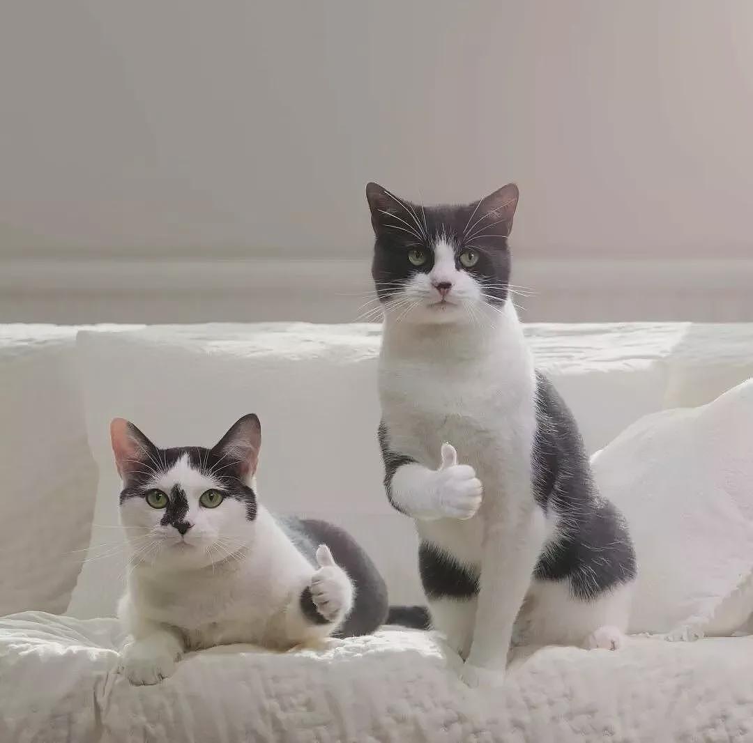 【宠物】妹子家的小猫出门遛弯，叼了几百块钱回家？猫：我养你啊（组图） - 19