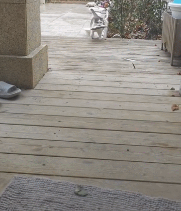 【宠物】妹子家的小猫出门遛弯，叼了几百块钱回家？猫：我养你啊（组图） - 9