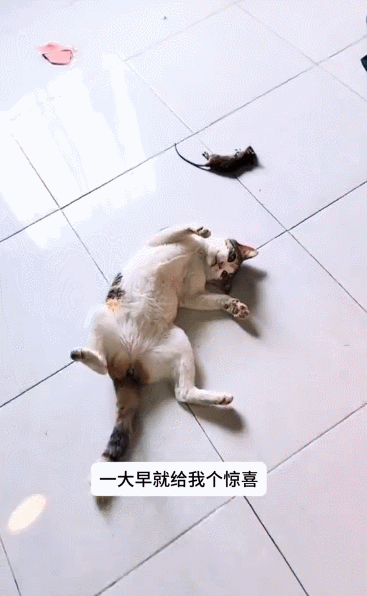 【宠物】妹子家的小猫出门遛弯，叼了几百块钱回家？猫：我养你啊（组图） - 14