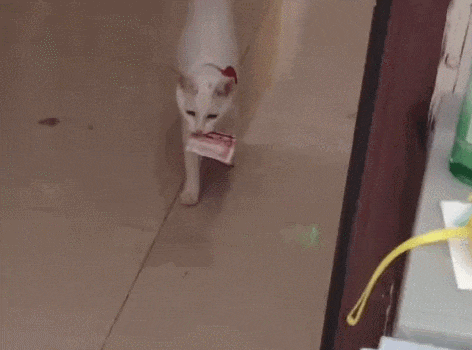 【宠物】妹子家的小猫出门遛弯，叼了几百块钱回家？猫：我养你啊（组图） - 16