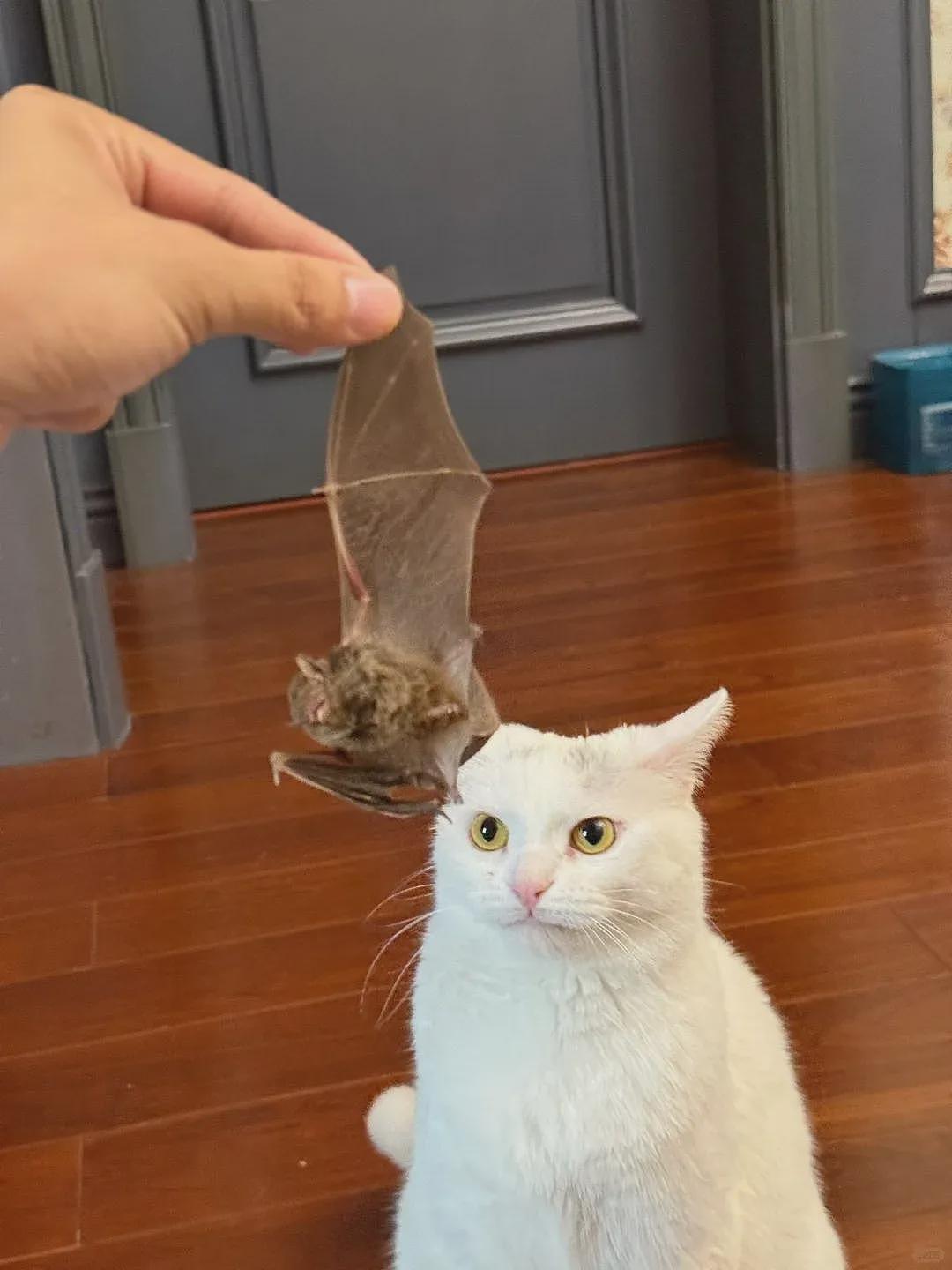 【宠物】妹子家的小猫出门遛弯，叼了几百块钱回家？猫：我养你啊（组图） - 11