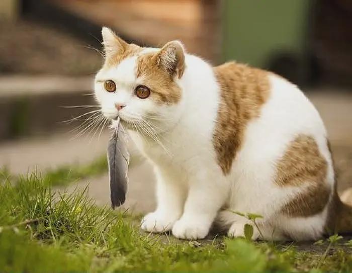 【宠物】妹子家的小猫出门遛弯，叼了几百块钱回家？猫：我养你啊（组图） - 4