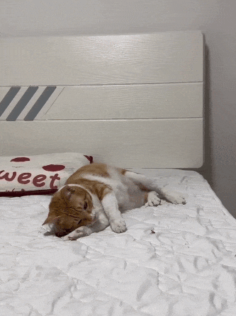 【宠物】妹子家的小猫出门遛弯，叼了几百块钱回家？猫：我养你啊（组图） - 13