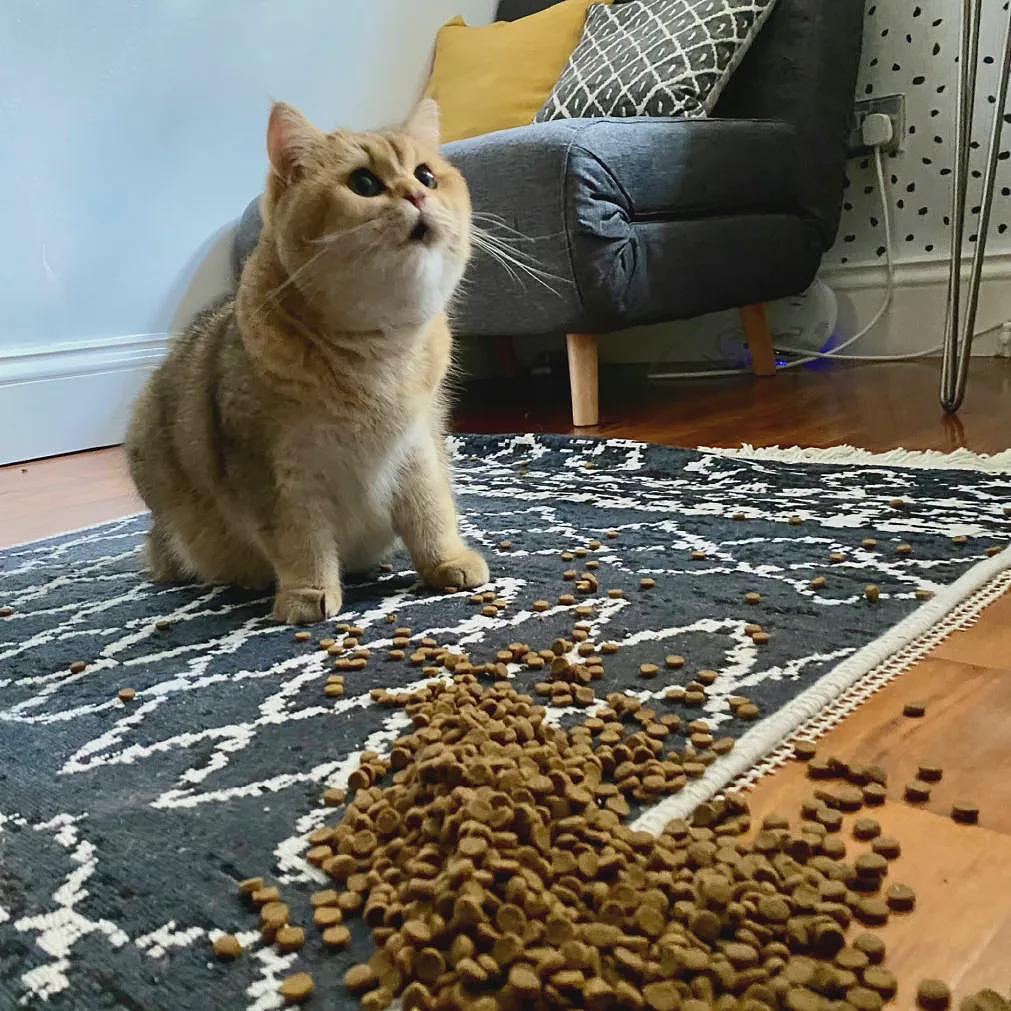 【宠物】妹子家的小猫出门遛弯，叼了几百块钱回家？猫：我养你啊（组图） - 15