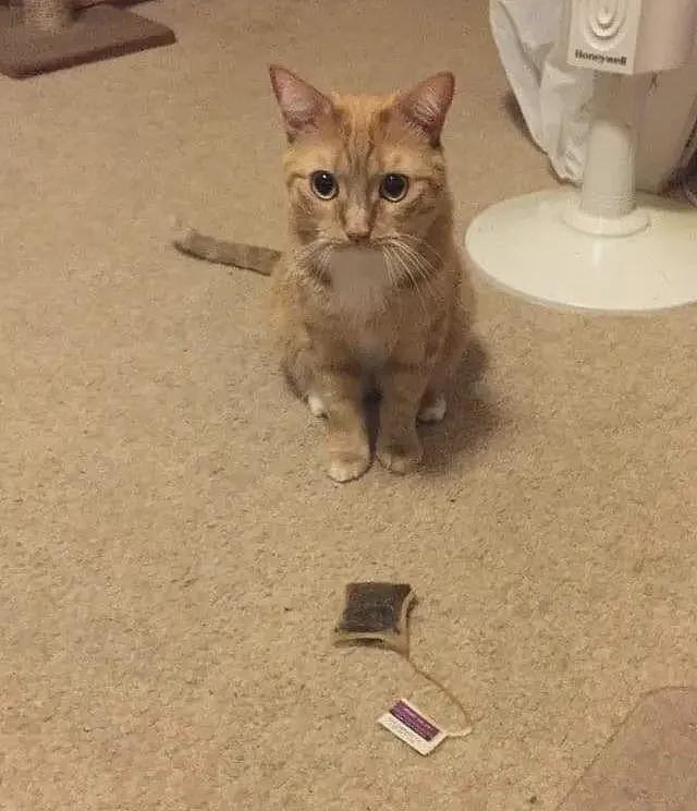 【宠物】妹子家的小猫出门遛弯，叼了几百块钱回家？猫：我养你啊（组图） - 8