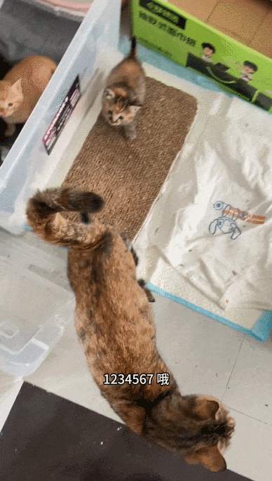 【宠物】妹子家的小猫出门遛弯，叼了几百块钱回家？猫：我养你啊（组图） - 18