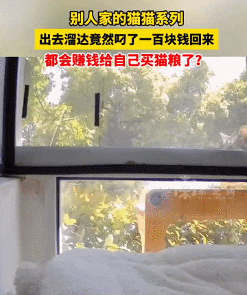 【宠物】妹子家的小猫出门遛弯，叼了几百块钱回家？猫：我养你啊（组图） - 17