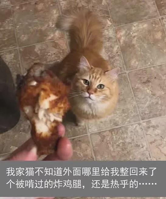 【宠物】妹子家的小猫出门遛弯，叼了几百块钱回家？猫：我养你啊（组图） - 7