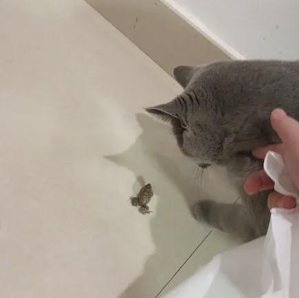 【宠物】妹子家的小猫出门遛弯，叼了几百块钱回家？猫：我养你啊（组图） - 12