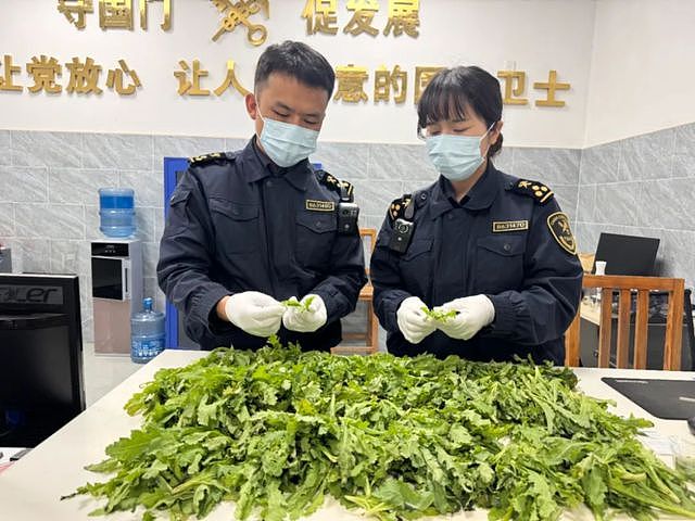 男子大摇大摆拎着981株罂粟苗入境云南，已被扣留（组图） - 3