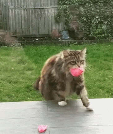 【宠物】妹子家的小猫出门遛弯，叼了几百块钱回家？猫：我养你啊（组图） - 3