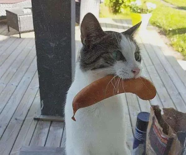 【宠物】妹子家的小猫出门遛弯，叼了几百块钱回家？猫：我养你啊（组图） - 6