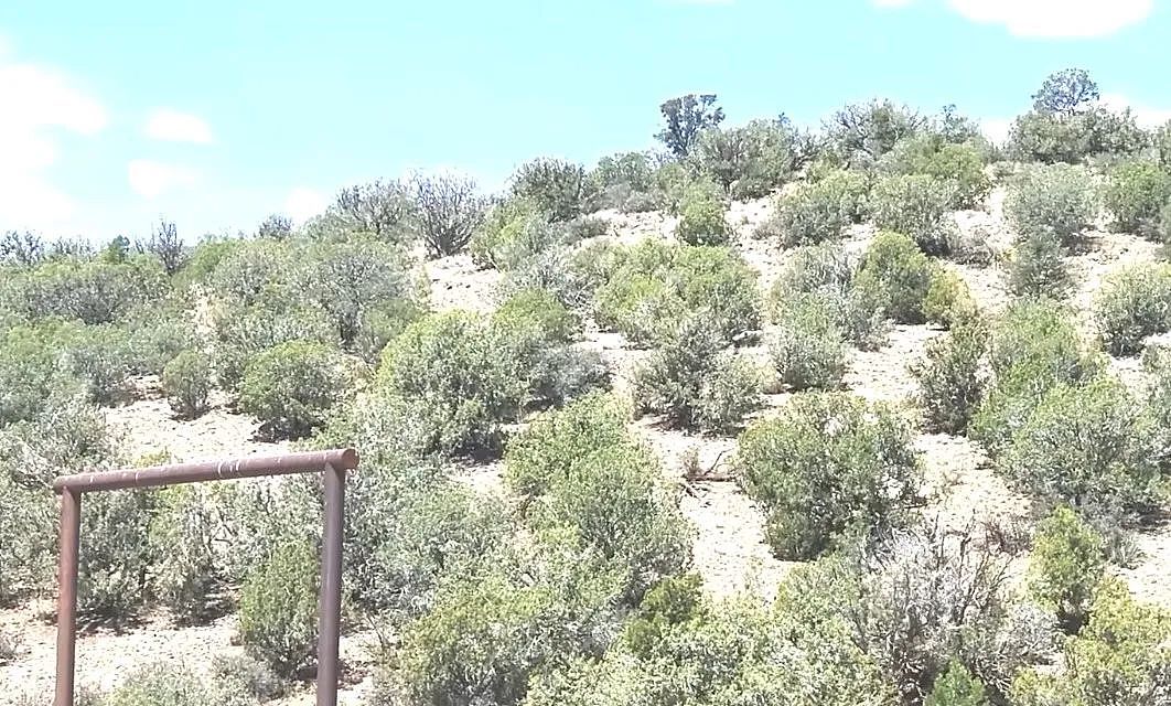 2岁娃走失美洲狮领地,靠狗狗带他穿越树林峡谷!16小时后,一娃一狗平安出现...(组图) - 6