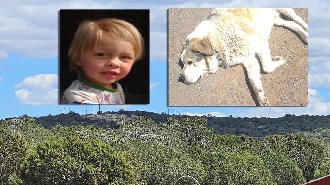 2岁娃走失美洲狮领地,靠狗狗带他穿越树林峡谷!16小时后,一娃一狗平安出现...(组图) - 1