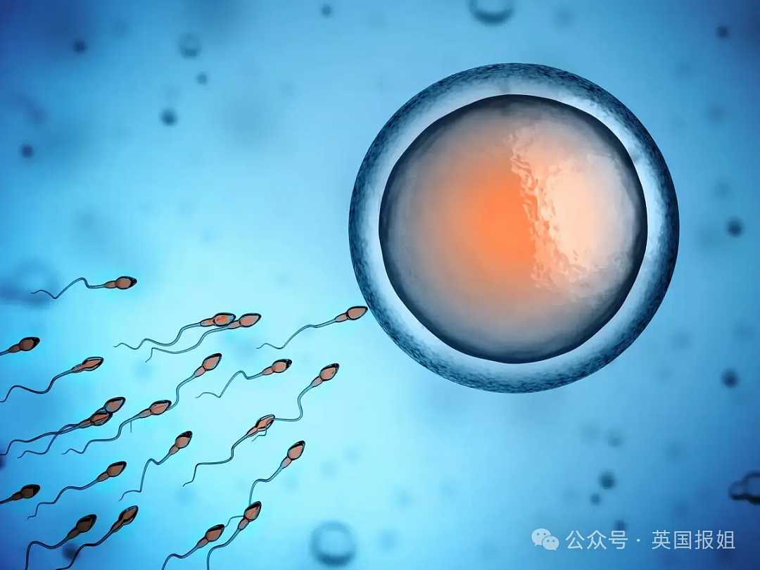 美国将办世界首届精子赛跑大赛？名校学霸牵头整活儿，20厘米赛道冲刺成功者胜（组图） - 8
