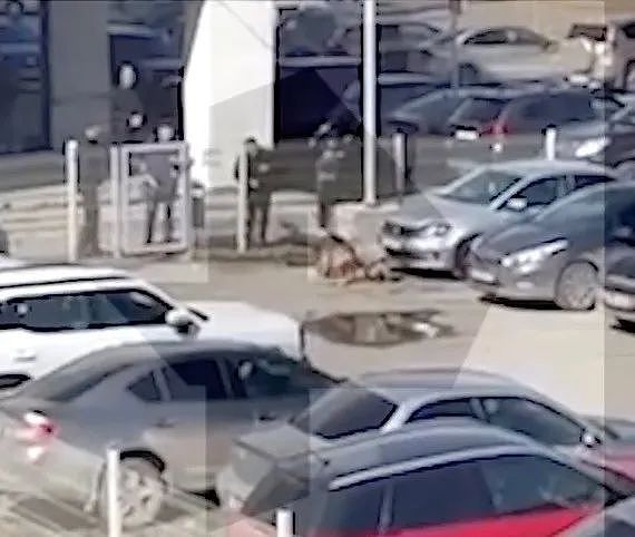 男子被恶犬咬成重伤，过于残忍的画风，甚至直接吓死了保安…（组图） - 4