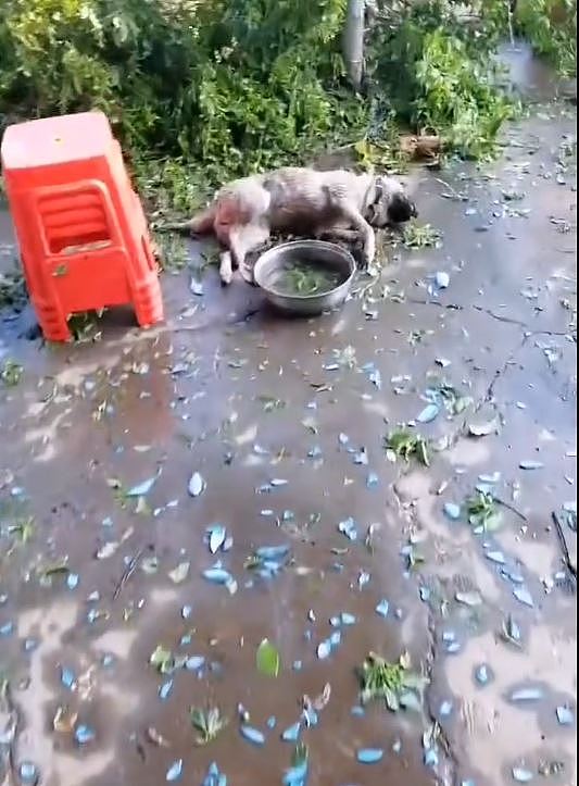 极端天气:广西落大如鸡蛋冰雹,狗疑被栓遭砸死(组图) - 2