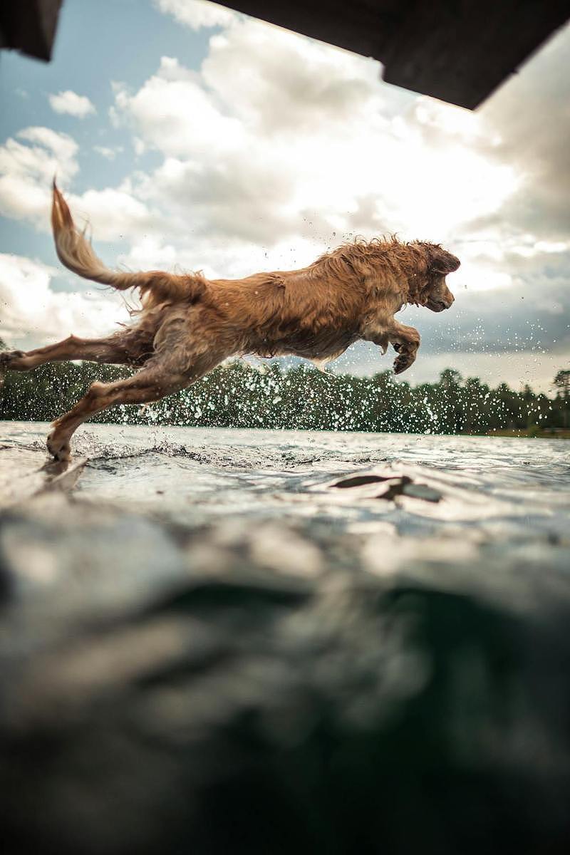被抛弃9天追100公里，黄金猎犬找到新墨州饲主狂咬报复（图） - 1
